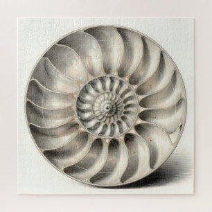 Metallische Nautilus-Schnecken-Spiral-Geometrie