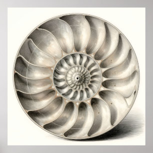 Metallische Nautilus-Schnecken-Spiralgeometrie Poster