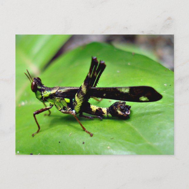 Metallischer Grasshopper Postkarte (Vorderseite)