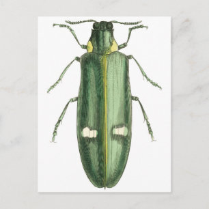 Metallischer Holzwolzkäfer Postkarte