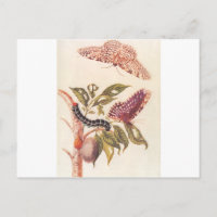 Metamorphose eines Schmetterlings Maria Sibylla Me