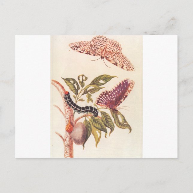 Metamorphose eines Schmetterlings Maria Sibylla Me Postkarte (Vorderseite)