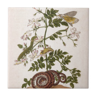 Metamorphose insectorum Surinamensium Fliese