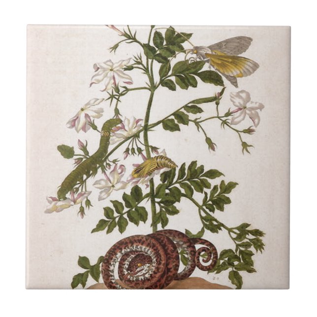 Metamorphose insectorum Surinamensium Fliese (Vorderseite)