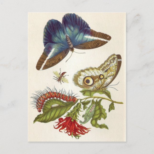 Metamorphose insectorum Surinamensium Postkarte (Vorderseite)