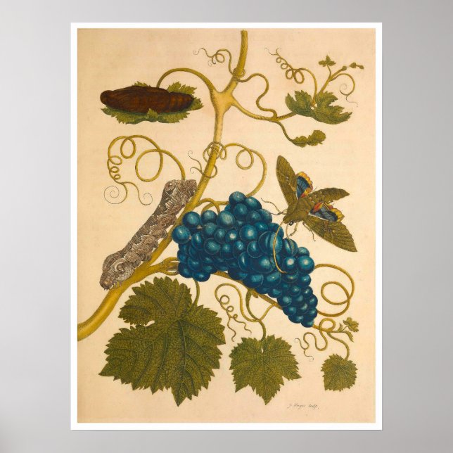 Metamorphose Insectorum Surinamensium Print Poster (Vorne)