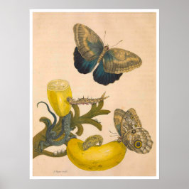 Metamorphose Insectorum Surinamensium Print Poster