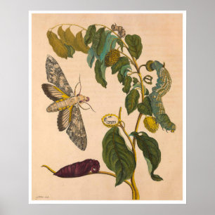 Metamorphose Insectorum Surinamensium Print Poster