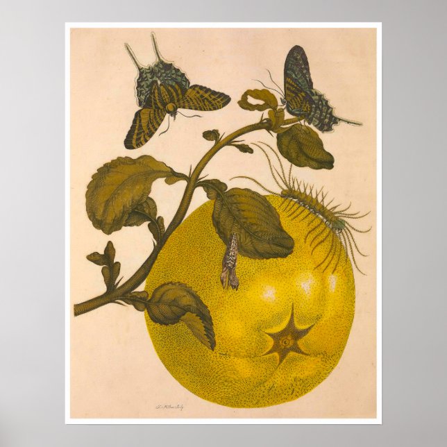 Metamorphose Insectorum Surinamensium Print Poster (Vorne)