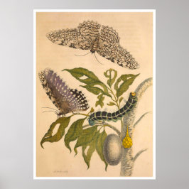 Metamorphose Insectorum Surinamensium Print Poster