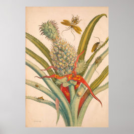 Metamorphose Insectorum Surinamensium Print Poster