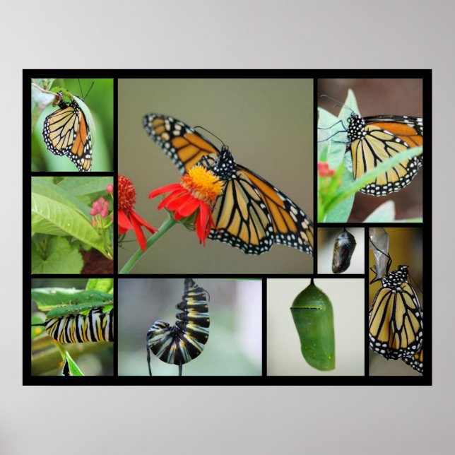 Metamorphose Poster (Vorne)