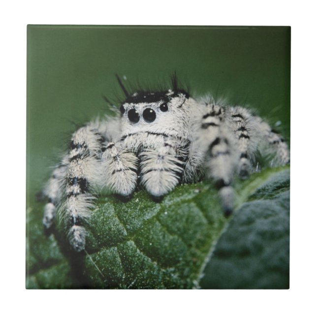 Metaphid Jumping Spider Fliese (Vorderseite)