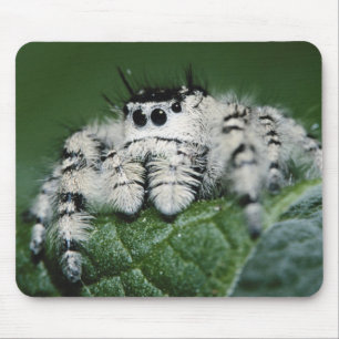 Metaphid Jumping Spider Mousepad