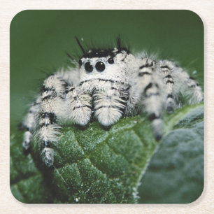 Metaphid Jumping Spider Rechteckiger Pappuntersetzer