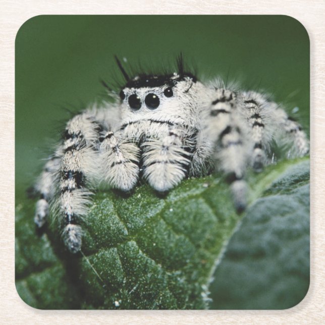 Metaphid Jumping Spider Rechteckiger Pappuntersetzer (Vorderseite)