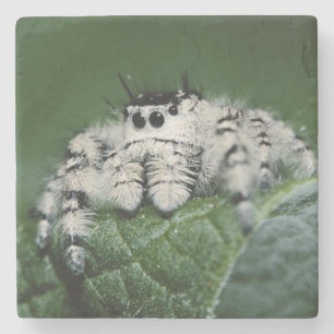 Metaphid Jumping Spider Steinuntersetzer