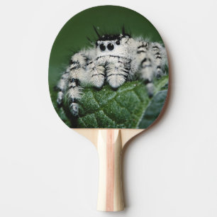Metaphid springende Spinne Tischtennis Schläger