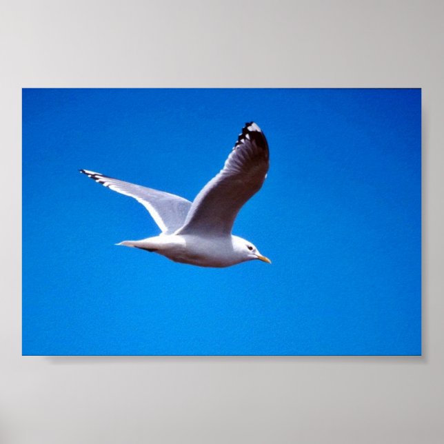 Mew Gull im Flug Poster (Vorne)