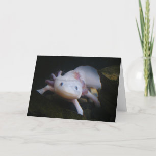 Mexican Axolotl Karte