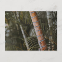 Mexican Bamboo