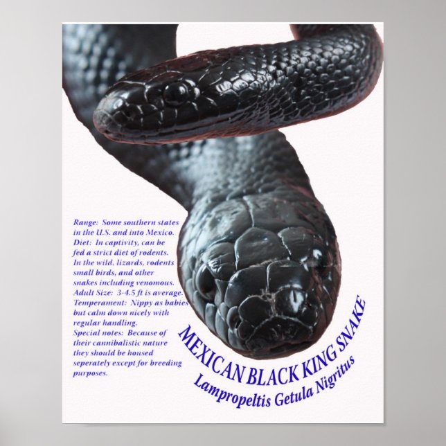 Mexican Black King Snake Poster (Vorne)