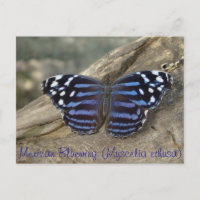 Mexican Bluewing (Myscelia ethusa) Schmetterling