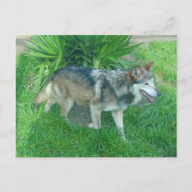Mexican Gray Wolf #1 Postcard Postkarte (Vorderseite)