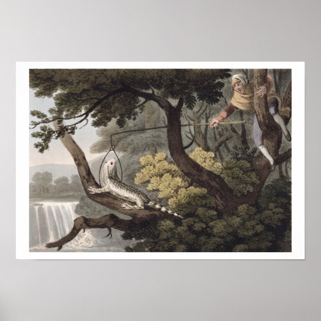 Mexican Lizard Catcher, engraved by Matthew Dubour Poster (Vorne)