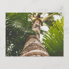 Mexican Palm Tree From Below Postkarte