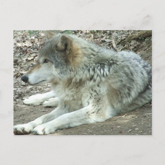 Mexican Wolf Postcard Postkarte (Vorderseite)