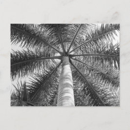 Mexico Palm Tree Shade Postkarte