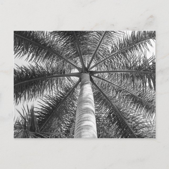 Mexico Palm Tree Shade Postkarte (Vorderseite)