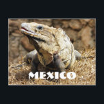 Mexico Reptile Wild Iguana Postkarte<br><div class="desc">Schöner Schuss einer wilden Leguana in Mexiko</div>