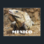 Mexico Reptile Wild Iguana Postkarte<br><div class="desc">Schöner Schuss einer wilden Leguana in Mexiko</div>