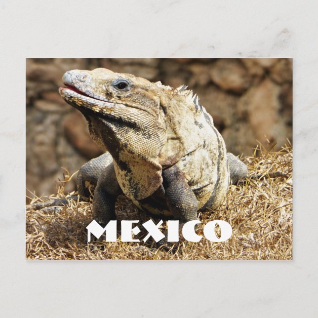 Mexico Reptile Wild Iguana Postkarte (Vorderseite)