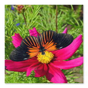 Mexikanische Aster-Blume mit einem Doris Longwing Tapete