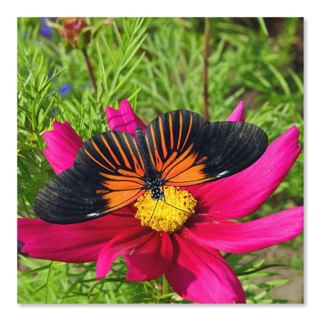 Mexikanische Aster-Blume mit einem Doris Longwing  Tapete (Vorderseite)