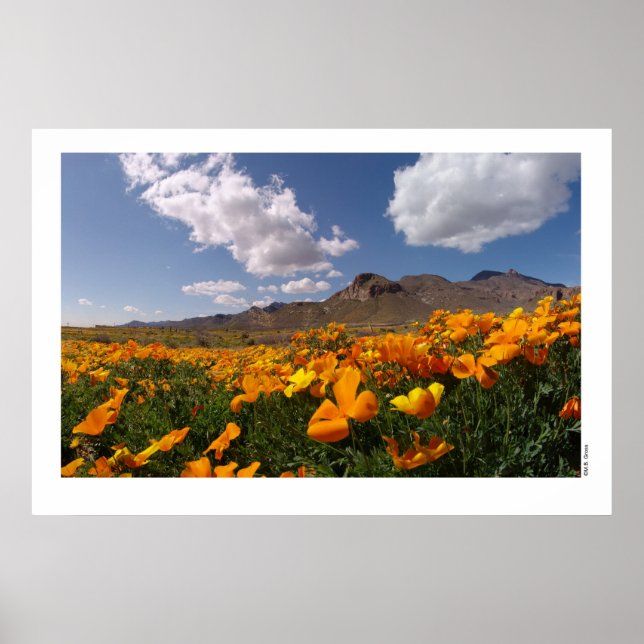 Mexikanische Poppies - Franklin Mountian Staat Par Poster (Vorne)