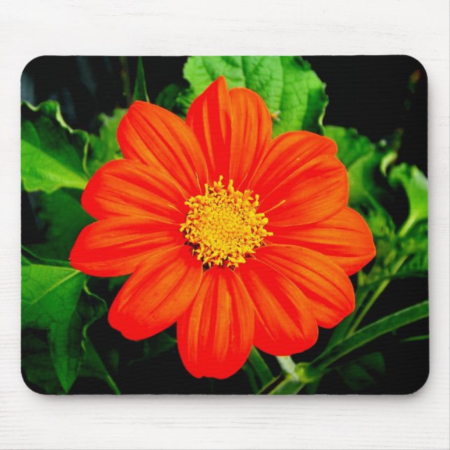Mexikanische Sonnenblume Mousepad (Vorne)