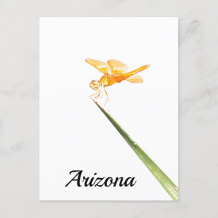 Mexikanischer Bernsteindrachenfliege, Arizona Postkarte