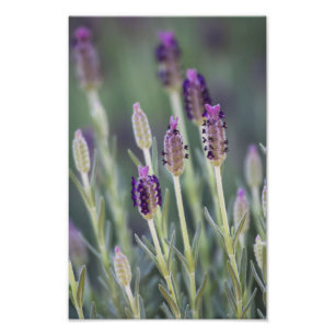 Mexikanischer Lavendel Fotodruck