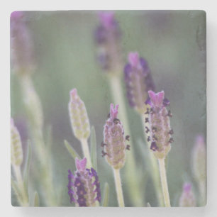Mexikanischer Lavendel Steinuntersetzer
