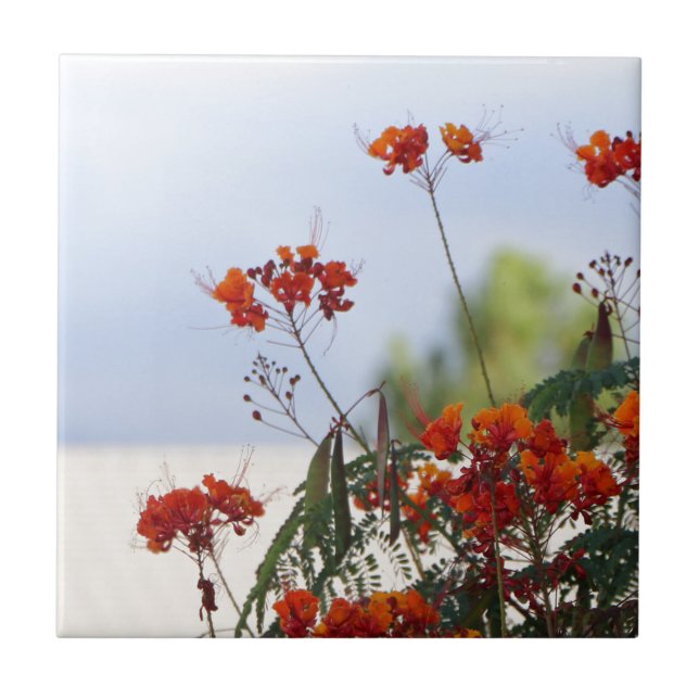 Mexikanischer Paradiesvogel Fliese (Vorderseite)