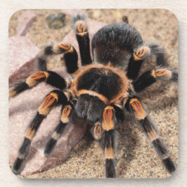 Mexikanischer Roter Knie Tarantula Spider Getränkeuntersetzer