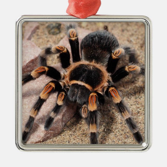 Mexikanischer Roter Knie Tarantula Spider Ornament Aus Metall (Vorne)