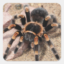 Mexikanischer Roter Knie Tarantula Spider Quadratischer Aufkleber