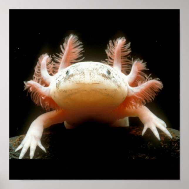 Mexikanischer Walking Fisch Poster (Vorne)