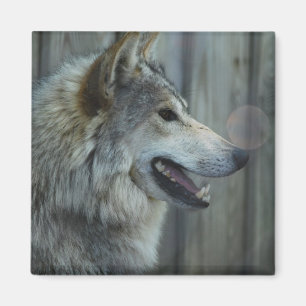 Mexikanischer Wolf-Magnet Magnet