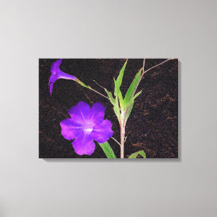 Mexikanisches Petunia Lila Leinwanddruck